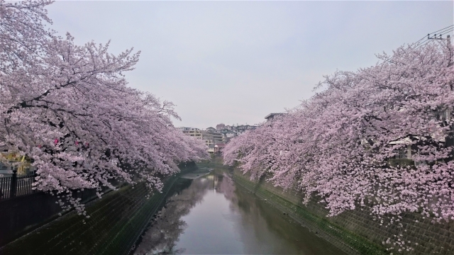 大岡川の桜