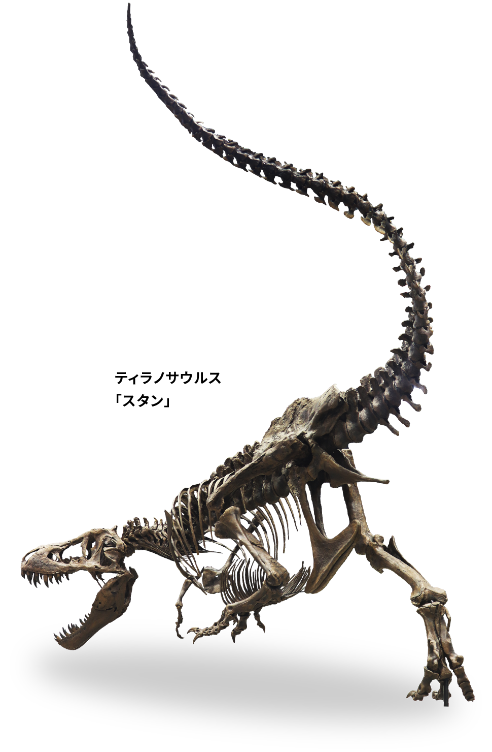 DinoScience 恐竜科学博の見どころ