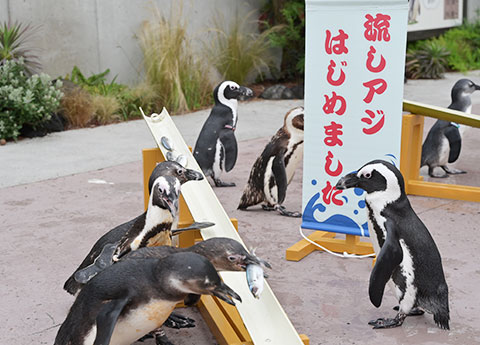 横浜・八景島シーパラダイス　ペンギンパフォーマンス ～流しアジ～